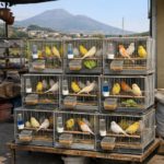 canarini in vendita in campania
