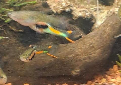 Pesci tropicali, acqua dolce, selvatici,  ceppi puri... - 1/4